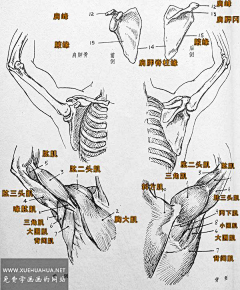 波巴布GV采集到人体