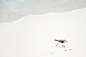 Brown White Bird Walking on the Sand Near Water of the Ocean