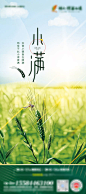 小满节气海报