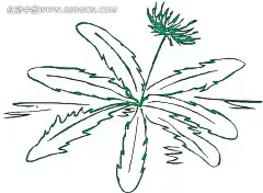手绘绿色线条的蒲公英花朵插画|卡通画|绿色线条|蒲公英花朵|矢量素材|手绘|绿色线条背景|绿色线条花纹|绿色线条色块名片卡片|绿色线条背景图