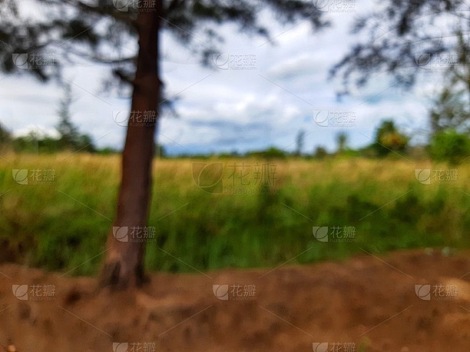 模糊的草原风景
