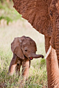 Newborn African Elephant And Mother | Cutest Paw