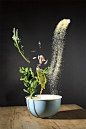 Recipes: Photo Series by Nora Luther & Pavel Becker | Inspiration Grid | Design Inspiration”><br/>  <meta property= : Inspiration Grid is a daily-updated gallery celebrating creative talent from around the world. Get your daily fix of desi