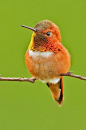 【雄性棕煌蜂鸟】Rufous hummingbird，是一中小型蜂鸟，体长约8厘米，分布在北美洲。雄性棕煌蜂鸟的特点是全身偏棕红色，下颌都有鳞片一样的羽毛，偶尔胖的看不到腿。