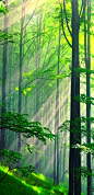  绿光森林