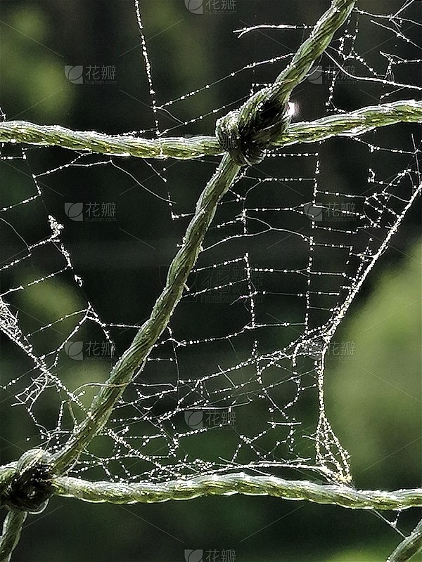 蜘蛛在网上织网