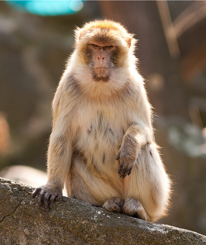 monkey测试，monkey测试常用命令
