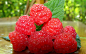 苏蜜特双季红树莓苗盆栽树莓苗（明年可以结果）特大果 4皇冠店-淘宝网