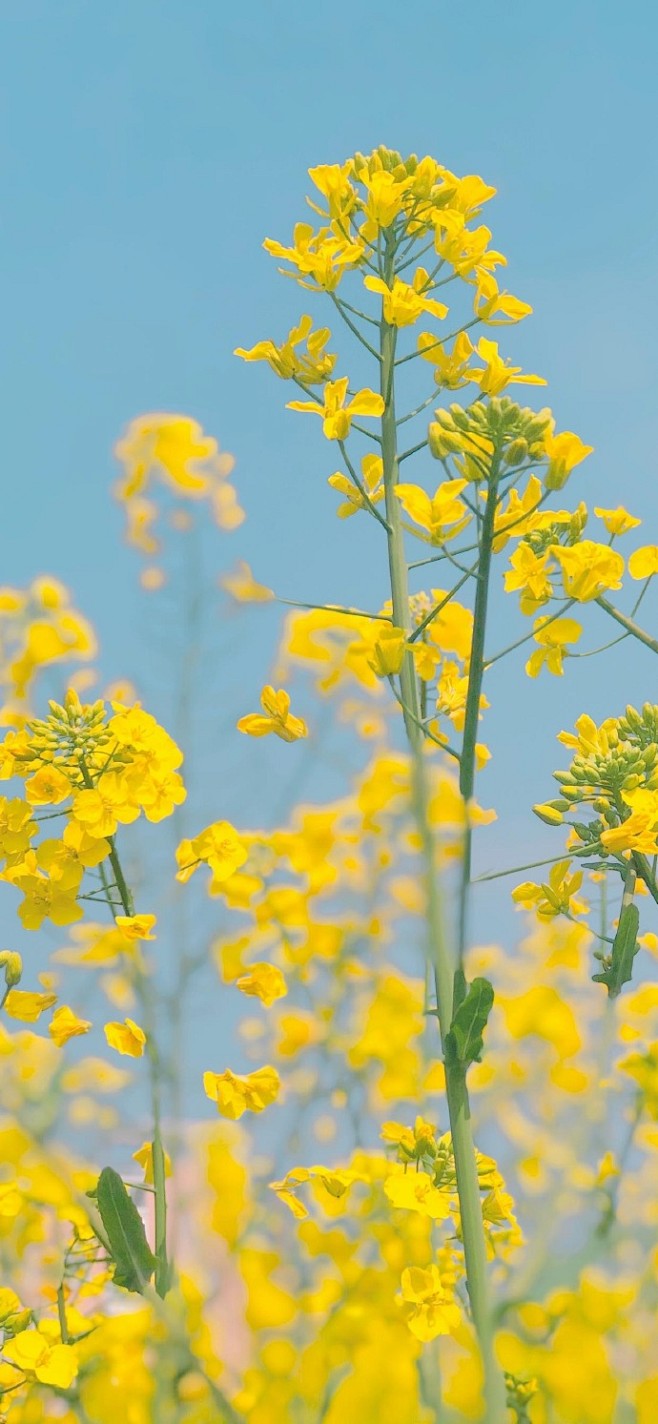 油菜花小清新风景
           ...