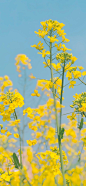 油菜花小清新风景
             
          摄影➭耳边的淋雨

#风景壁纸##摄影不凡##文艺小清新##锁屏#