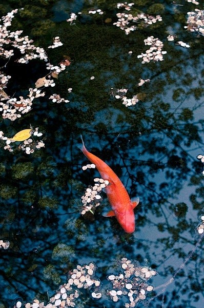 Japan koi #美景# #小清新#