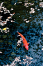 Japan koi #美景# #小清新#