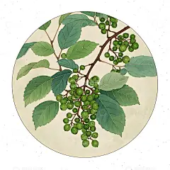 本草纲目中草药之青花椒插画素材高清模板免费下载-趣麦麦图