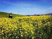 kumamon 部长 熊本熊 壁纸～