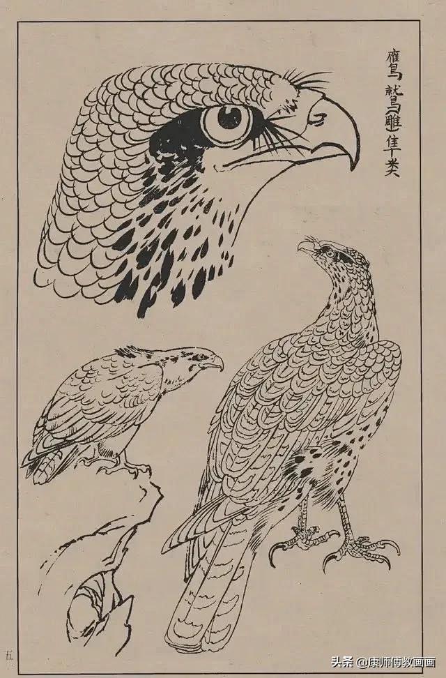工笔画61线描百鸟画谱新手的福音,可以直接.
