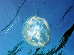 水母图片桌面高清壁纸桌面壁纸1