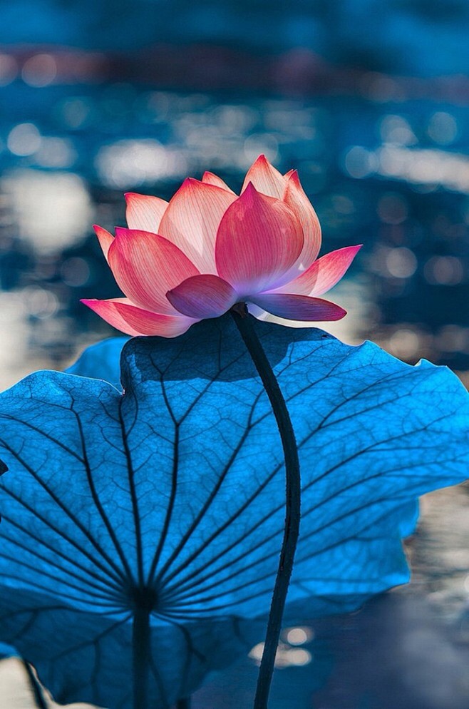心似莲花开