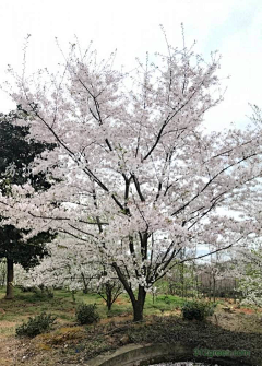 西瓜瓜123采集到北方植物选型