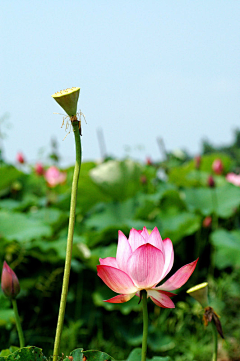 雨中的背影采集到那些花儿