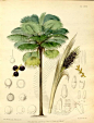v. 2 - Flora vitiensis: A Description of the Plants of the Fiji Islands, by B Seemann, illustrations by Walter Fitch, 1865 - Biodiversity Heritage Library: 