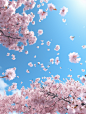 Light blue sky, pure background, cherry blossoms falling,6K,