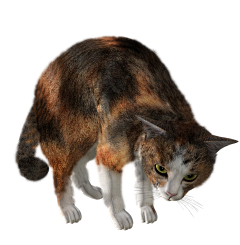 我也不知飘向何方采集到猫