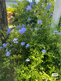 酸菜鱼鱼子丶采集到Z植物