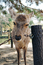 去奈良，跟小鹿合一张影。 | LOFTER（乐乎） - 记录生活，发现同好