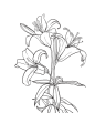 百合花