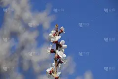 春天开花的树。杏花的传粉。花园里盛开的野杏