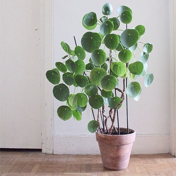 pilea peperomioides/...