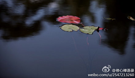 一生要铭记四个字：莫怕，勿悔。取舍间别犹...