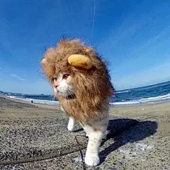 一只总是装扮成狮子的猫，怕不怕？ : 　　一只总是装扮成狮子的猫。I'm the king of the world！ 　　 　　 　　 　　 　　 　　 　　 　　 　　
