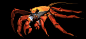 crab.jpg (1920×881)