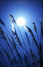 《春江花月夜》<br/>【唐】张若虚<br/>春江潮水连海平，海上明月共潮生。<br/>滟滟随波千万里，何处春江无月明！<br/>江流宛转绕芳甸，月照花林皆似霰；<br/>空里流霜不觉飞，汀上白沙看不见。<br/>江天一色无纤尘，皎皎空中孤月轮。...展开全文c