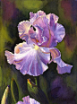 Purple Iris art watercolor painting print by Cathy Hillegas, floral, flower, 8x10. $20.00, via Etsy.