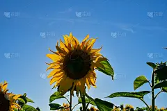 从莱索托到南非布隆方丹途中的一片向日葵田。