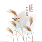 芦苇