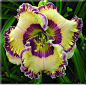 Pin by Ginny McLean Petite Garden on A lily a day | Pinterest