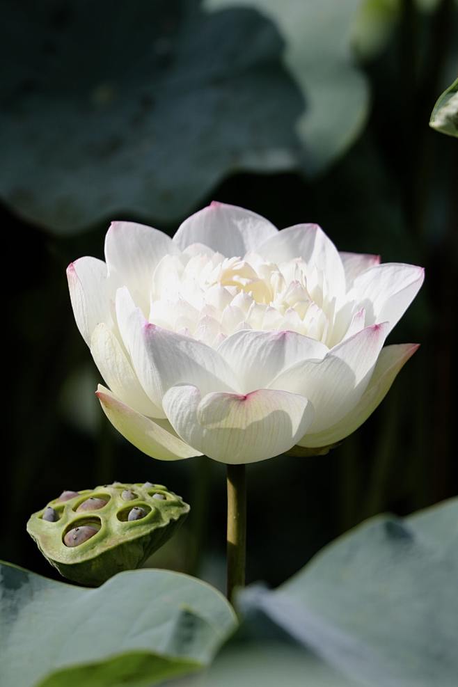 white lotus flower i...