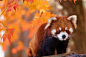 小熊猫的秋天 ​​​