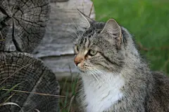 猫、 村庄、 动物、 必胜客、 性质 壁纸