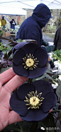 圣诞玫瑰原来特指一种黑色嚏根草（Helleborus niger），后面泛指这个属里面的植物，名称的由来有个美丽的传说，当年耶稣出生在伯利恒时，有一个年轻女孩也想去看圣婴，因为她没有礼物可以送给圣婴，所以就伤心的哭了，眼泪掉下来的地方就长出了黑色圣诞玫瑰。