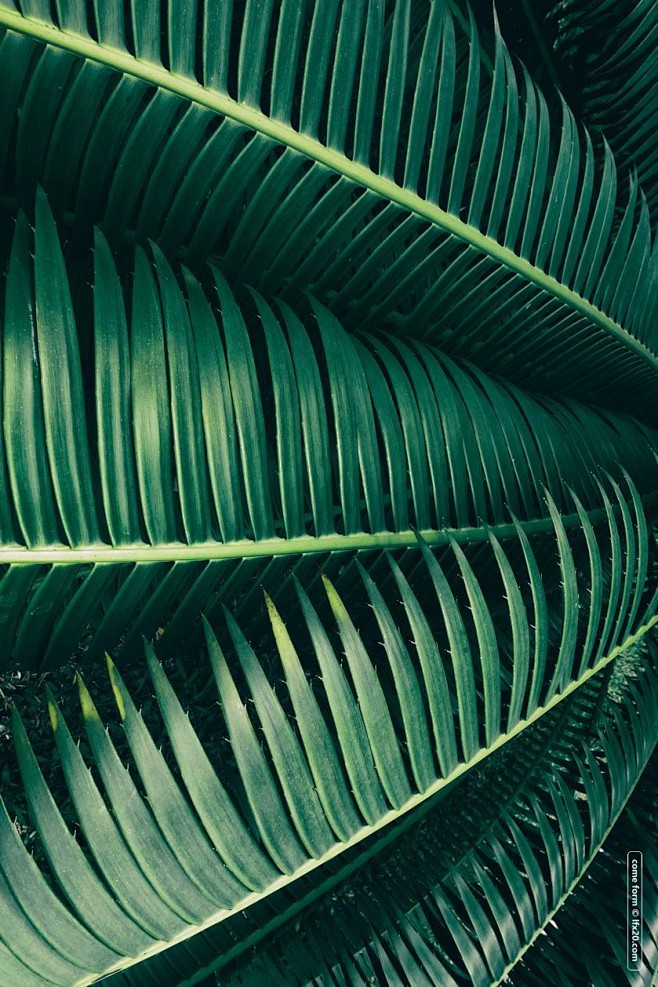 [ 乐分享 ] 植物背景底纹

