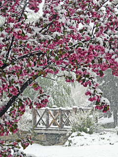 翠玉竹林采集到雪景