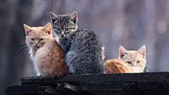 高清小萌猫桌面壁纸  #优质# #动物# #高清#