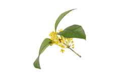 Lily————采集到花卉、植物(免扣)