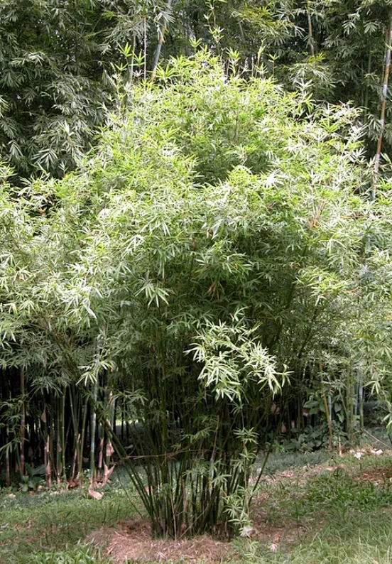 慈孝竹-花瓣网