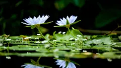 唯美植物花卉摄影图片高清宽屏桌面壁纸