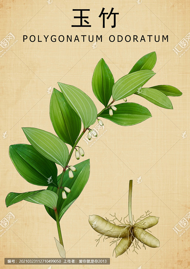 玉竹 铃铛菜 葳蕤 地管子 药材医草 手绘值物花草 手绘中草药 中草药包装插画 草本植物 草药包装插画 本草纲目 中药插画 复古医书草药插图 ...